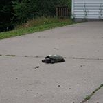 Found a big Turtle in the driveway 